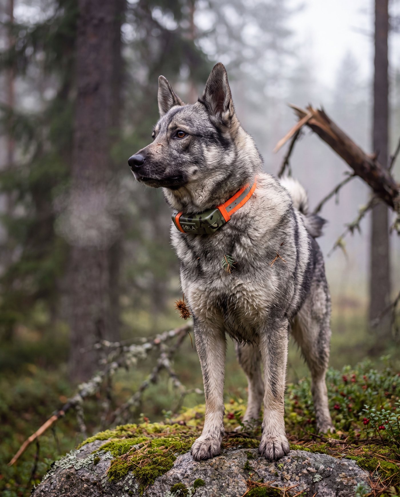 Norjanhirvikoira seisoo sammaleisella kivellä, kaulassa oranssi Sola-panta